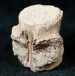 Champsosaurus Vertebrae (Cretaceous Reptile) #12703-1